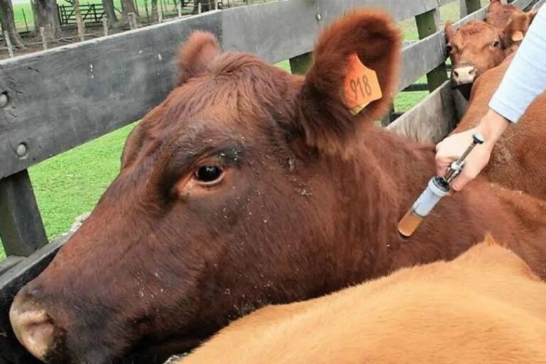 Senasa postergó la vacunación antiaftosa en el partido de Bahía Blanca