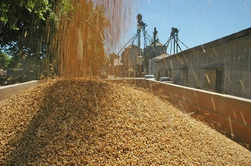 Por la menor cosecha, se espera una leve caída la producción de harina y aceite de soja