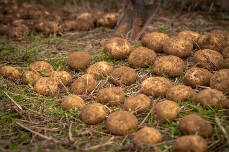 PepsiCo y Yara colaboran para reducir las emisiones en la agricultura