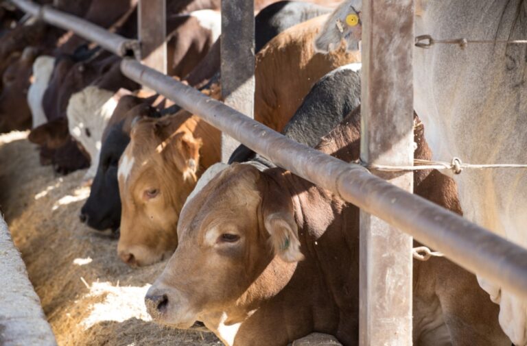 Creció un 5,7% la cantidad de animales encerrados respecto del año pasado