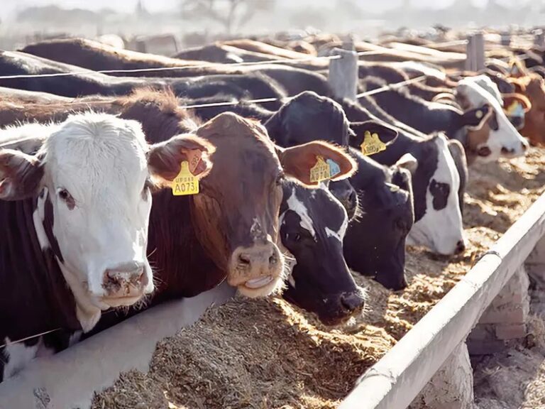 Engorde a corral: cada vez más novillos se estarían terminando en los corrales