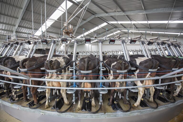 Soluciones de ordeñe inteligente para una producción más eficiente y sostenible