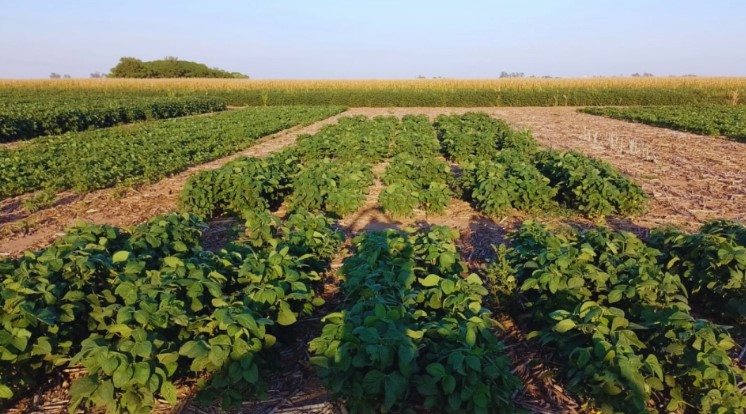 Logran editar biofertilizante que aumenta 6 % la productividad de la soja