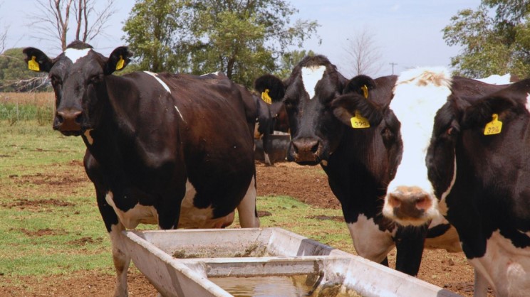 Evalúan el uso de purines para mejorar las propiedades del suelo