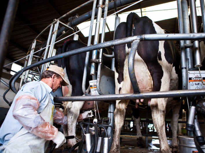 Uno de cada cuatro litros de leche se procesa en Rafaela, según informe de OCLA
