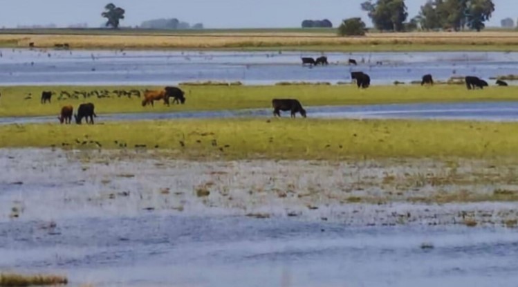 Pautas para el manejo del ganado en situaciones hídricas extremas