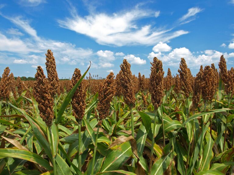 Sorgo: incremento de área, producción y exportaciones en la campaña 2024/25