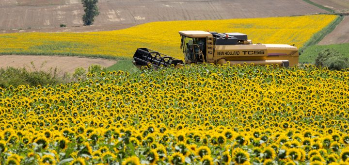 Cosecha récord de girasol: creció un 28,2% respecto a la campaña anterior