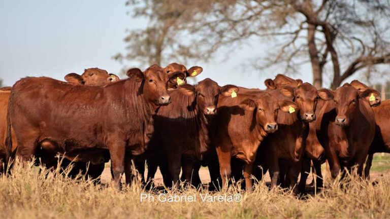 Mercado de vaquillonas: momento virtuoso para la reposición genuina de vientres