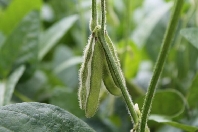 Biológicos en Latam: ¿El nuevo estándar para una agricultura moderna?