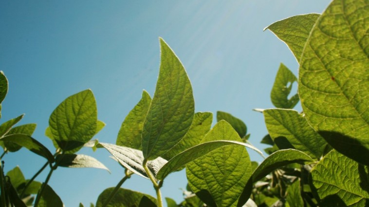 Cambios claves en el uso y control de productos fitosanitarios en Argentina