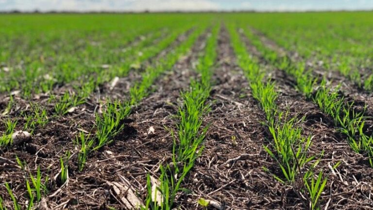 Había 300.000 ha de trigo en “serias” dudas, pero el frío asegura completar la siembra