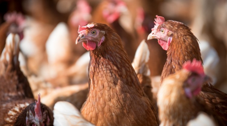 Refuerzan estrategias de prevención, control y erradicación de la influenza aviar