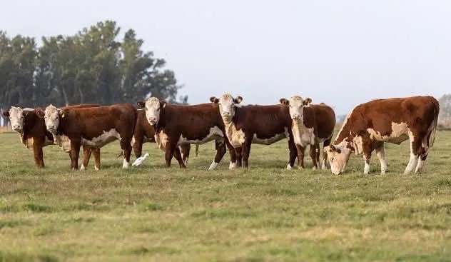 Productores agropecuarios de Santa Fe reclaman mayor seguridad