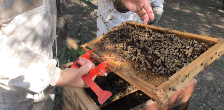 La provincia del Chaco lidera la producción de miel orgánica en la Argentina
