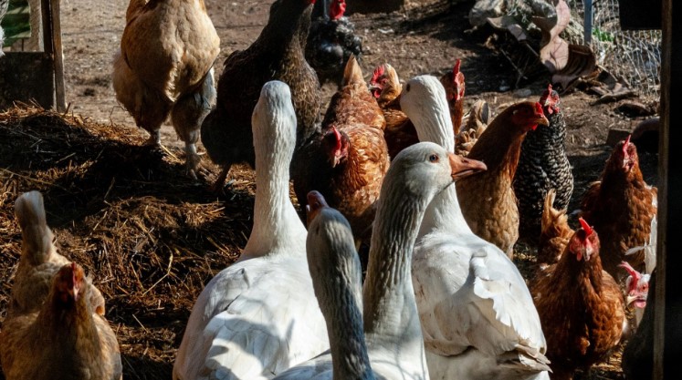 Alerta: detectan caso de influenza aviar en aves de traspatio en Buenos Aires