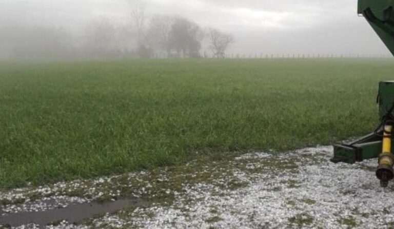 Lluvias de 48 horas, claves para el trigo del oeste de la región núcleo