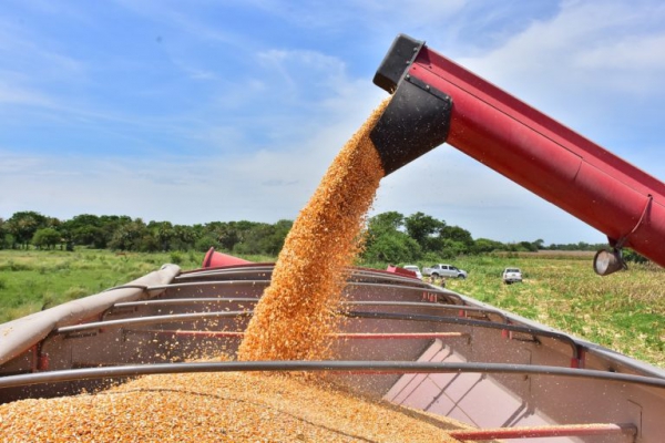 Maíz: el cereal mantiene su presencia en el mercado internacional