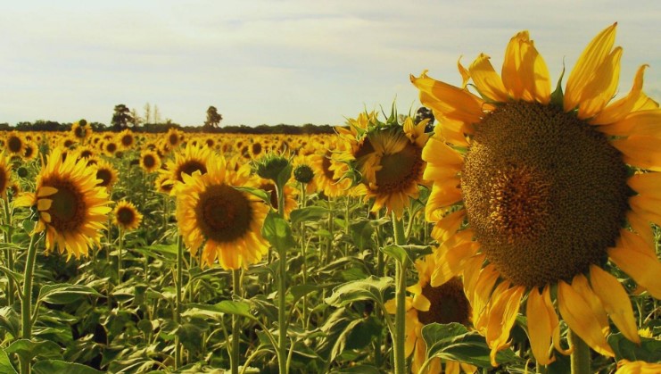 Girasol: pautas para una campaña con alto potencial