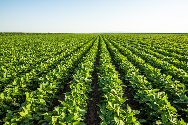 Manejo de la fertilidad del suelo y nutrición de cultivos para potenciar la productividad agrícola