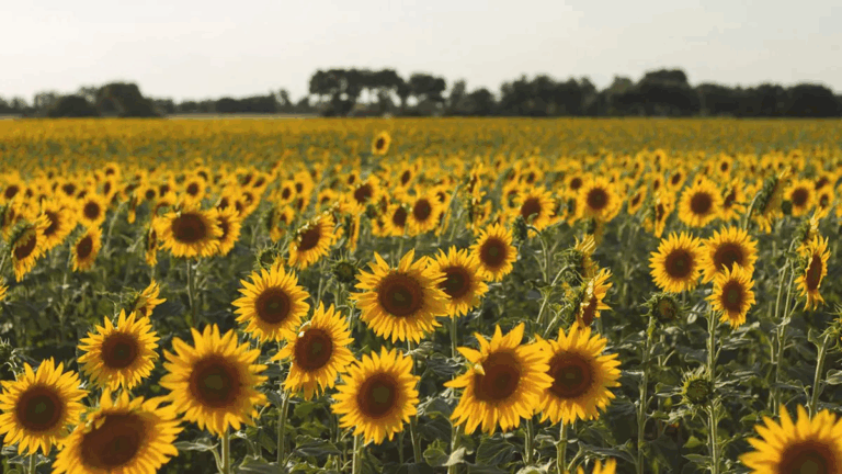 Girasol: la mejor mitad del año en las últimas dos décadas