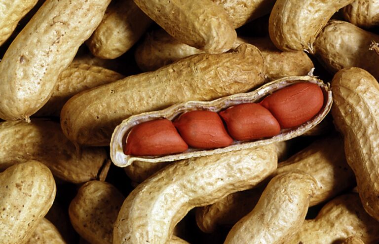 Maní: 1,8 Mt de producción y el mayor volumen exportado en 12 años