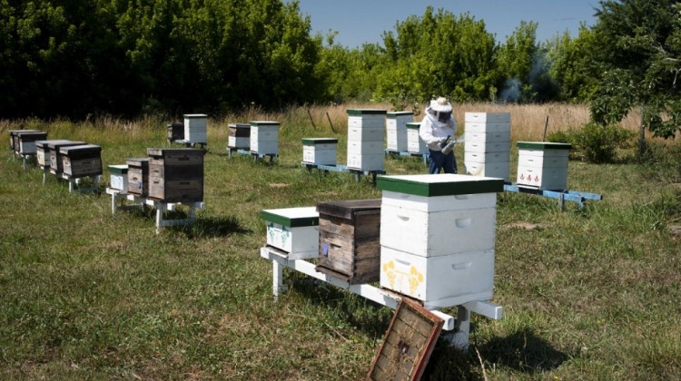 Vigilancia y monitoreo en apiarios para prevenir loque americana