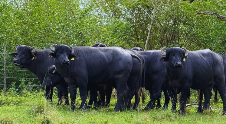 Carne de búfalo: con perfil nutricional sobresaliente, suma valor a la oferta