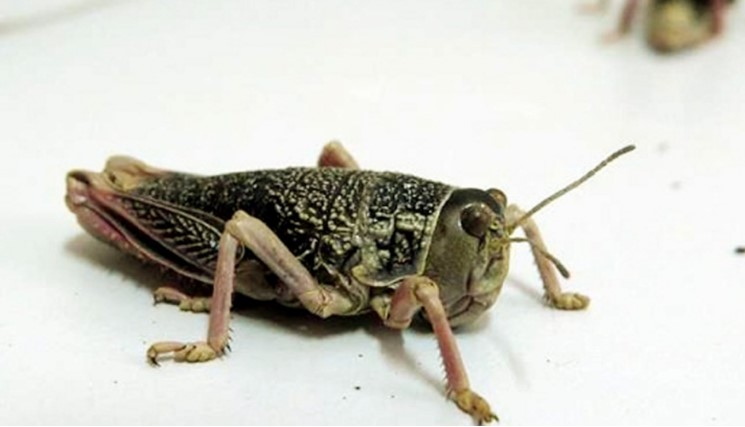 La región patagónica en alerta ante la detección de focos de la plaga Tucura sapo