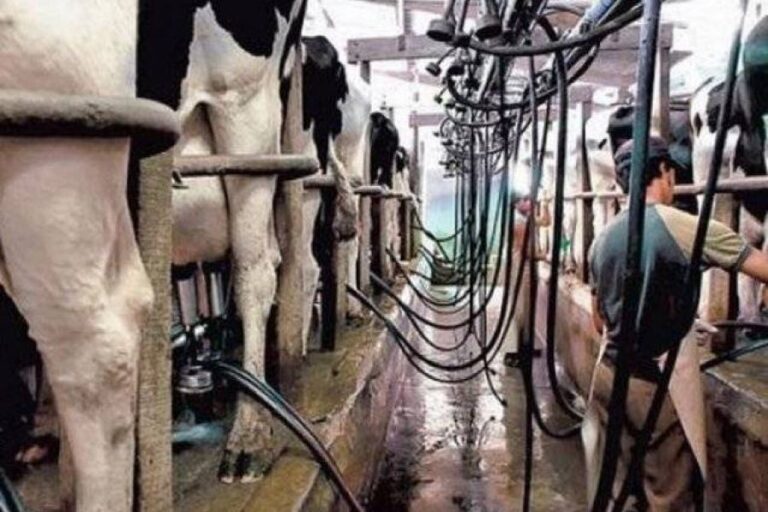 Porla crisis en la lechería santafesina, los productores cuestionaron la idea de “sobreproducción”
