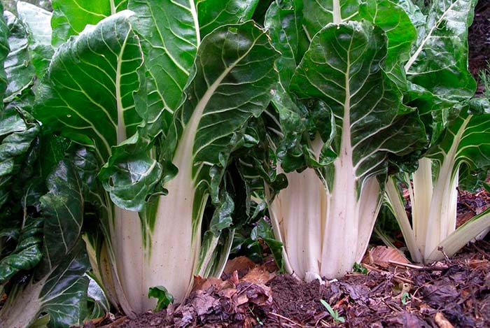 Impulsan el uso de abonos líquidos fermentados