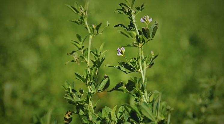 Descubren cómo la alfalfa sobrevive al estrés salino