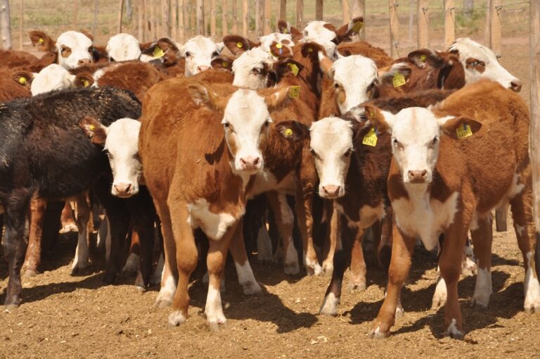 Nuevo escenario político: oportunidades para planificar la ganadería en el largo plazo