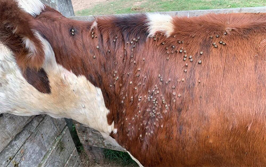 Control integrado: la estrategia de INTA contra la garrapata bovina
