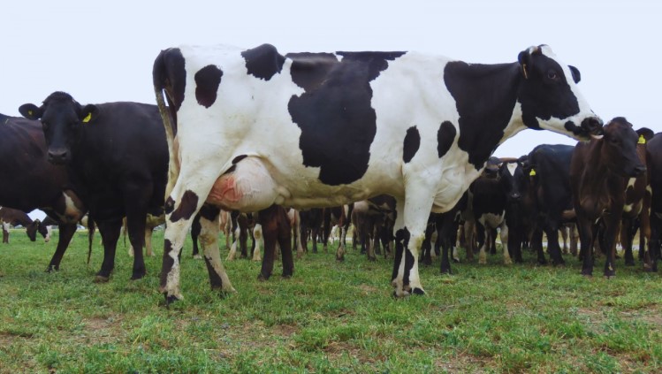 Avanzan en el desarrollo de una vacuna para prevenir la mastitis bovina