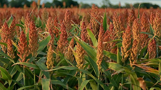 Sorgo: ¿Cómo impactó la guerra comercial entre USA y China?
