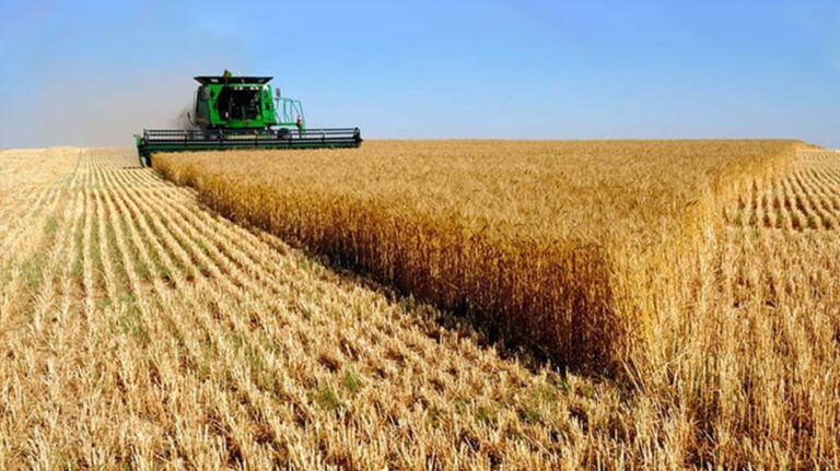 Región Núcleo: cosechado el 40% del trigo, el promedio de rinde se acerca de 60 qq/ha