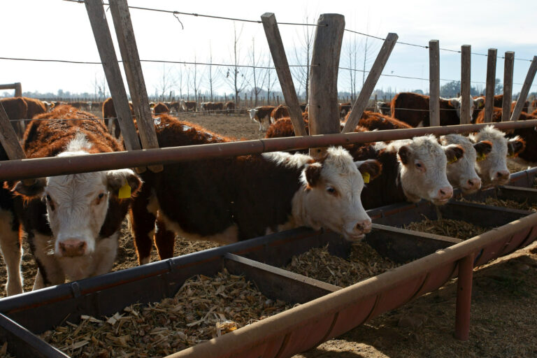 Casi 2 millones de animales están alojados en feedlots