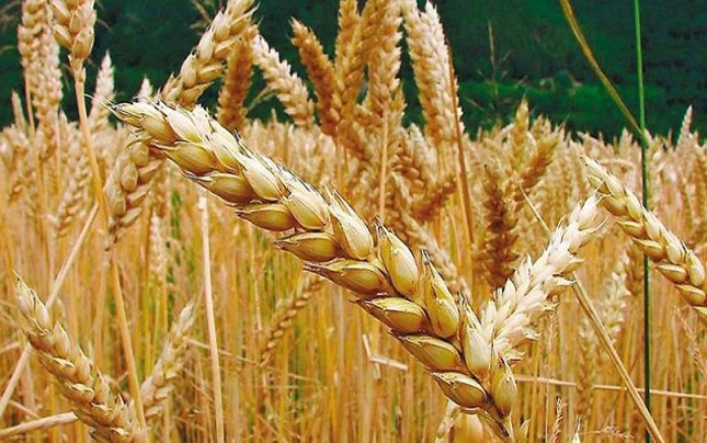 A días de la cosecha de trigo, se espera un rinde de 50,4 qq/ha y una producción de 8 Mt