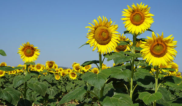 Girasol: híbridos adaptados logran rendimientos 30 % superiores al promedio histórico