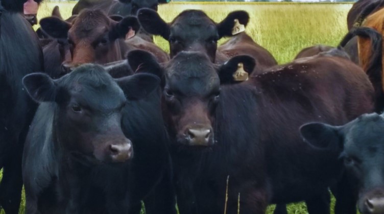 Recomendaciones para el control de parásitos en bovinos