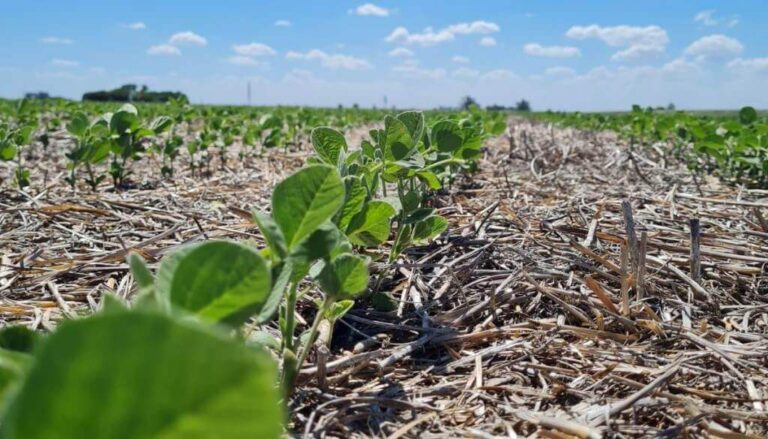 Transforman la cáscara de soja en un estimulante para los cultivos