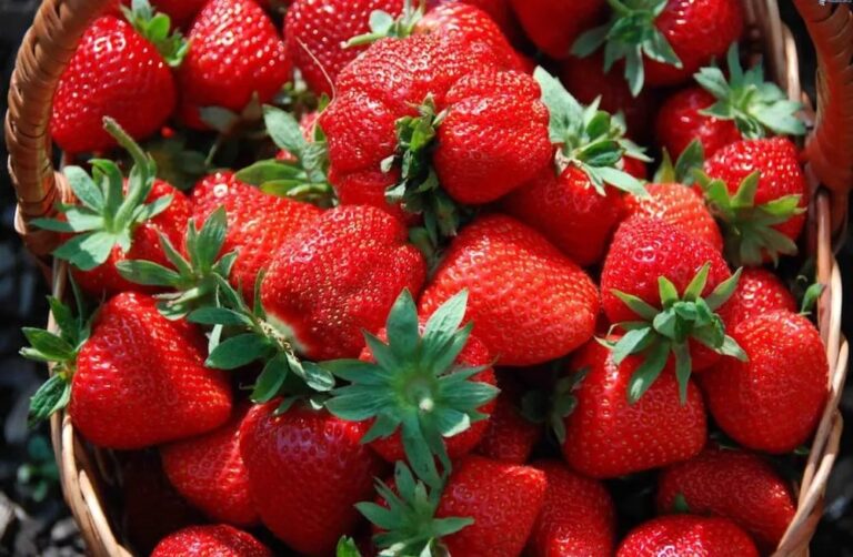 Argentina actualiza su reglamento sobre calidad de la frutilla de acuerdo con el Mercosur