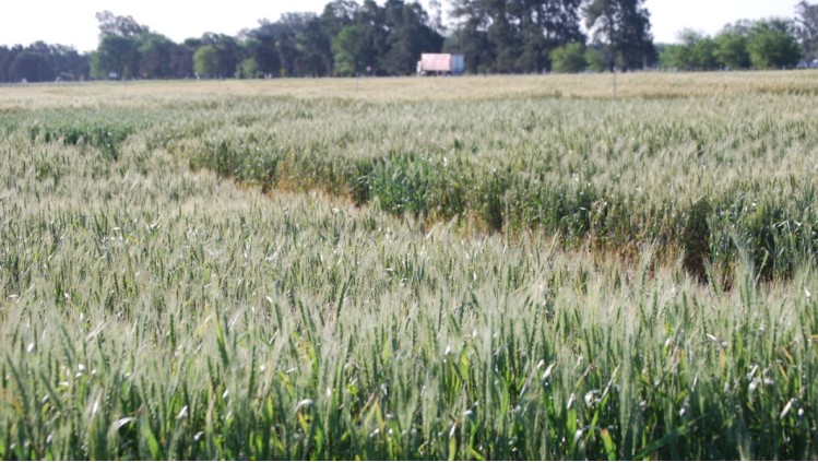Una campaña ideal para evaluar la genética del trigo argentino