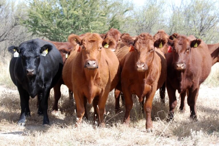 Los precios de la hacienda prometen consolidarse en el tiempo