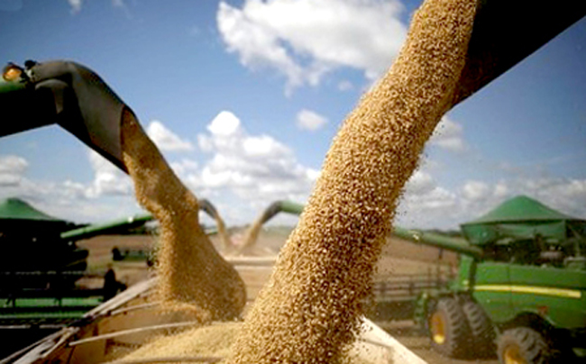 El financiamiento en el agro brasilero: el rol del Plan Safra