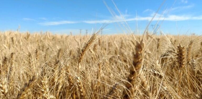 Difunden los primeros datos sobre la calidad del trigo en la campaña 2025/26