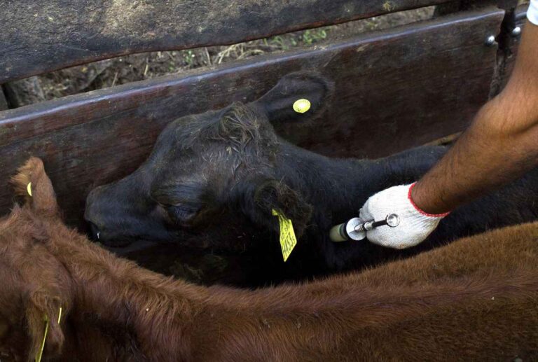 SENASA amplía la vacunación voluntaria contra brucelosis bovina a más establecimientos