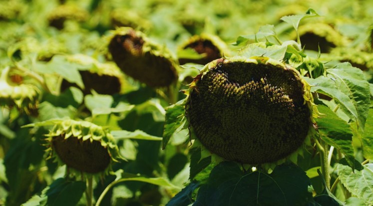 Propuesta del INTA para reducir pérdidas en el girasol por palomas y cotorras