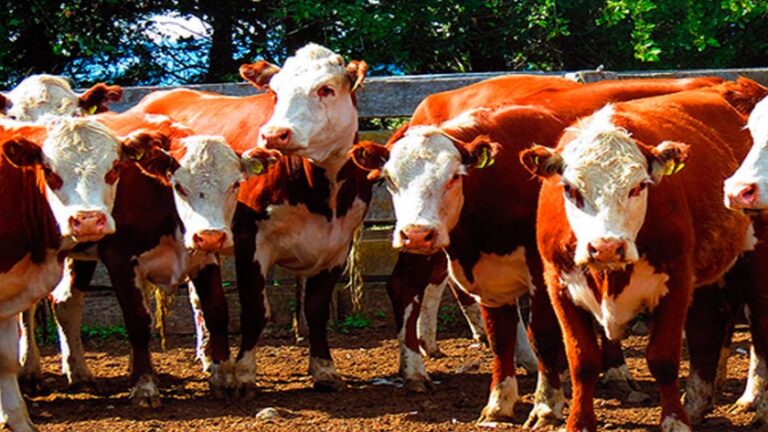 El precio del novillo subió 19% en noviembre